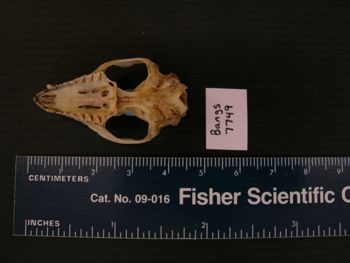 Media type: image; Mammalogy BANGS-7749